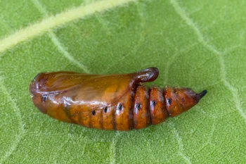 Cucullia tanaceti pupa