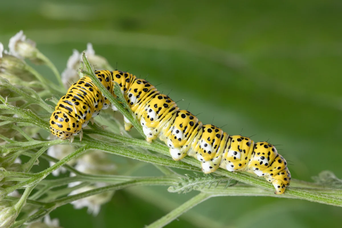 Cucullia tanaceti – Húsenica