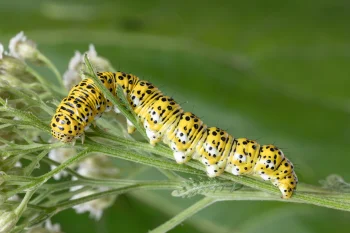 Cucullia tanaceti larva