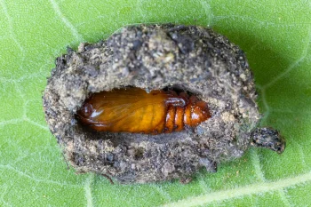 Cucullia tanaceti pupa