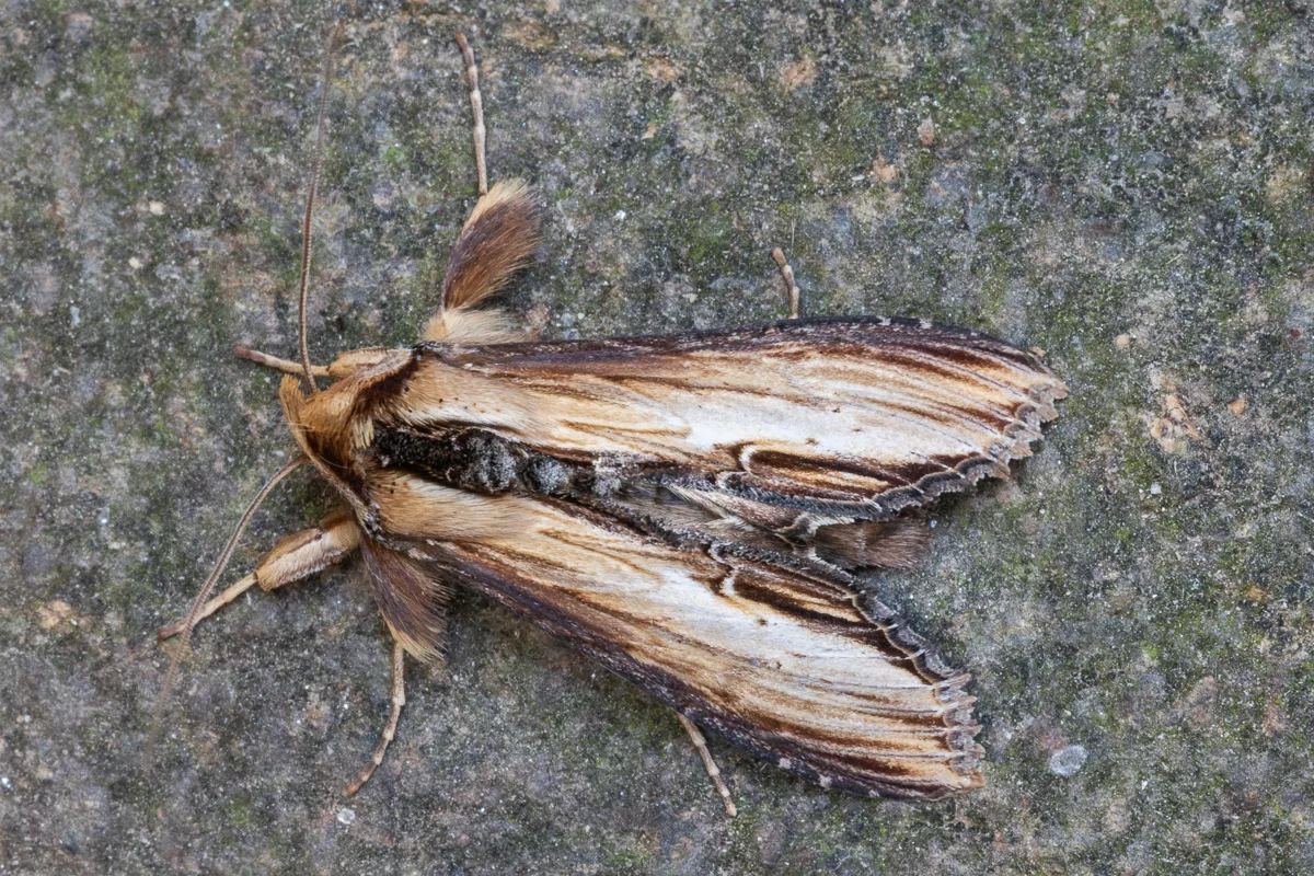 Cucullia verbasci imago