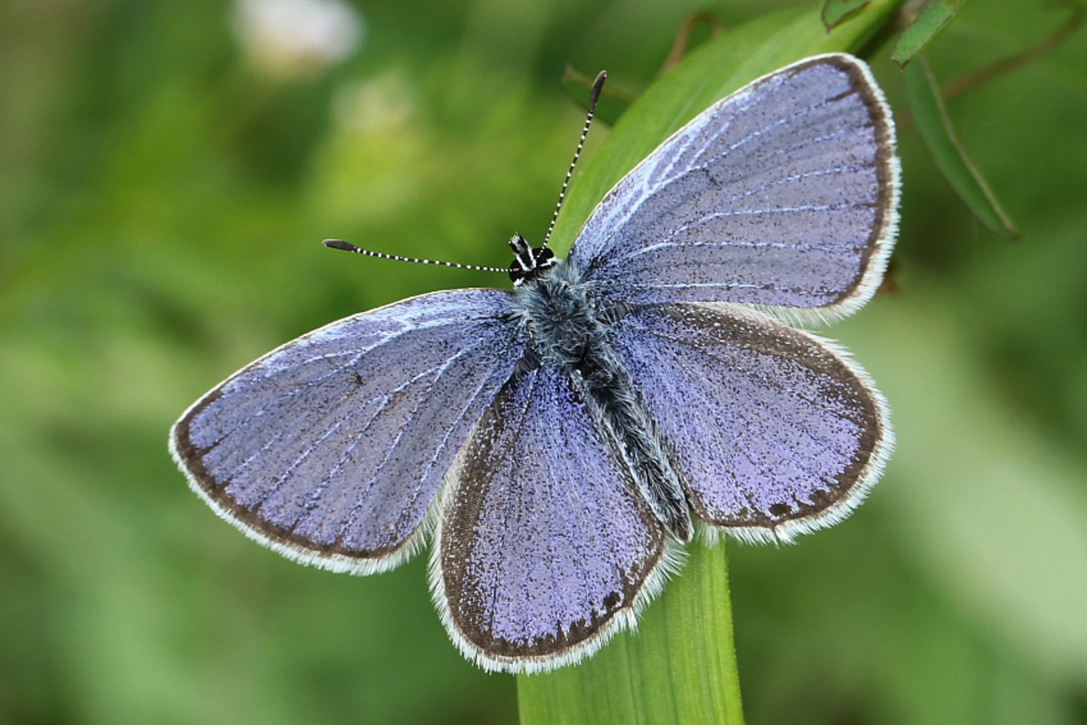 Cupido decolorata imago