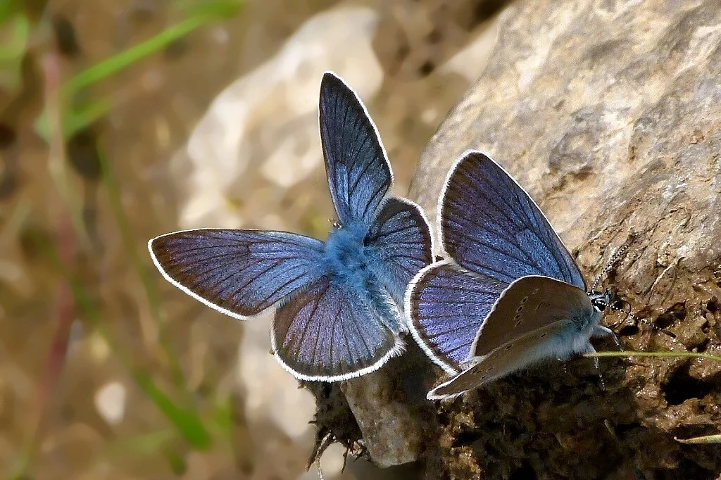 Cyaniris semiargus imago