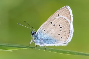 Cyaniris semiargus imago