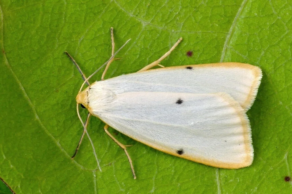Cybosia mesomella imago