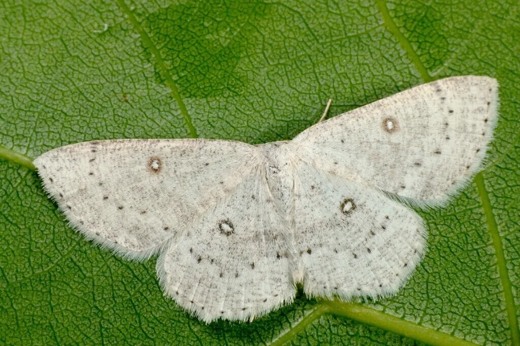 Cyclophora albipunctata imago