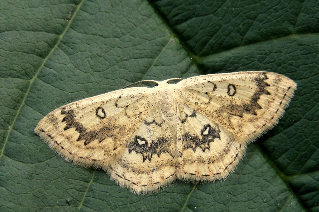 Cyclophora annularia imago