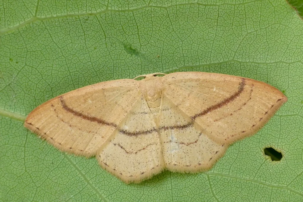 Cyclophora linearia imago