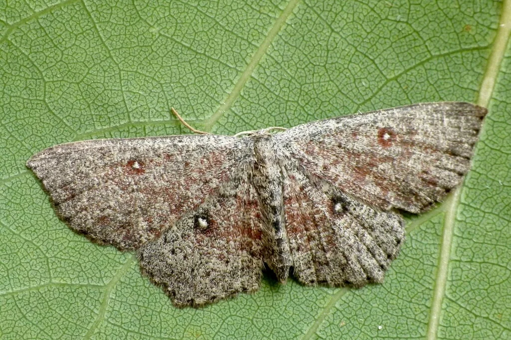 Cyclophora pendularia imago