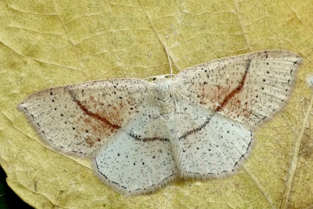 Cyclophora punctaria imago