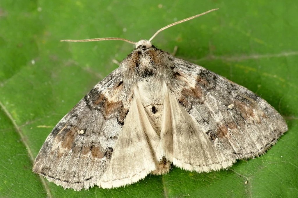 Cymatophorina diluta imago