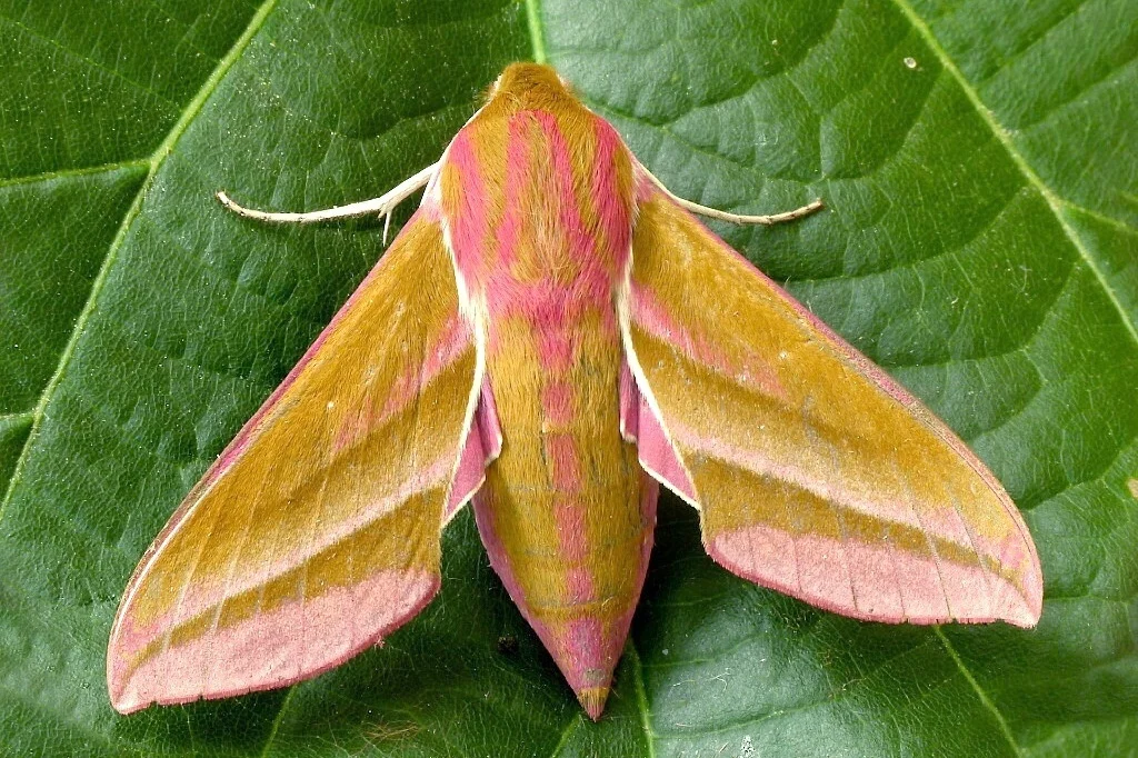 Deilephila elpenor imago