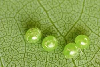 Deilephila porcellus ova