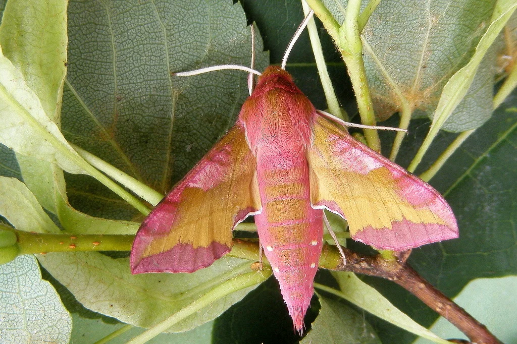Deilephila porcellus imago