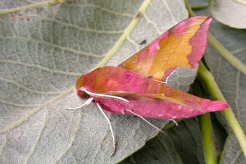 Deilephila porcellus imago