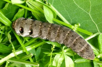 Deilephila porcellus larva