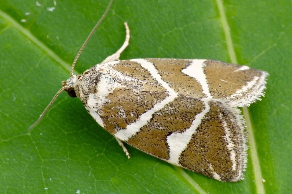 Deltote bankiana imago