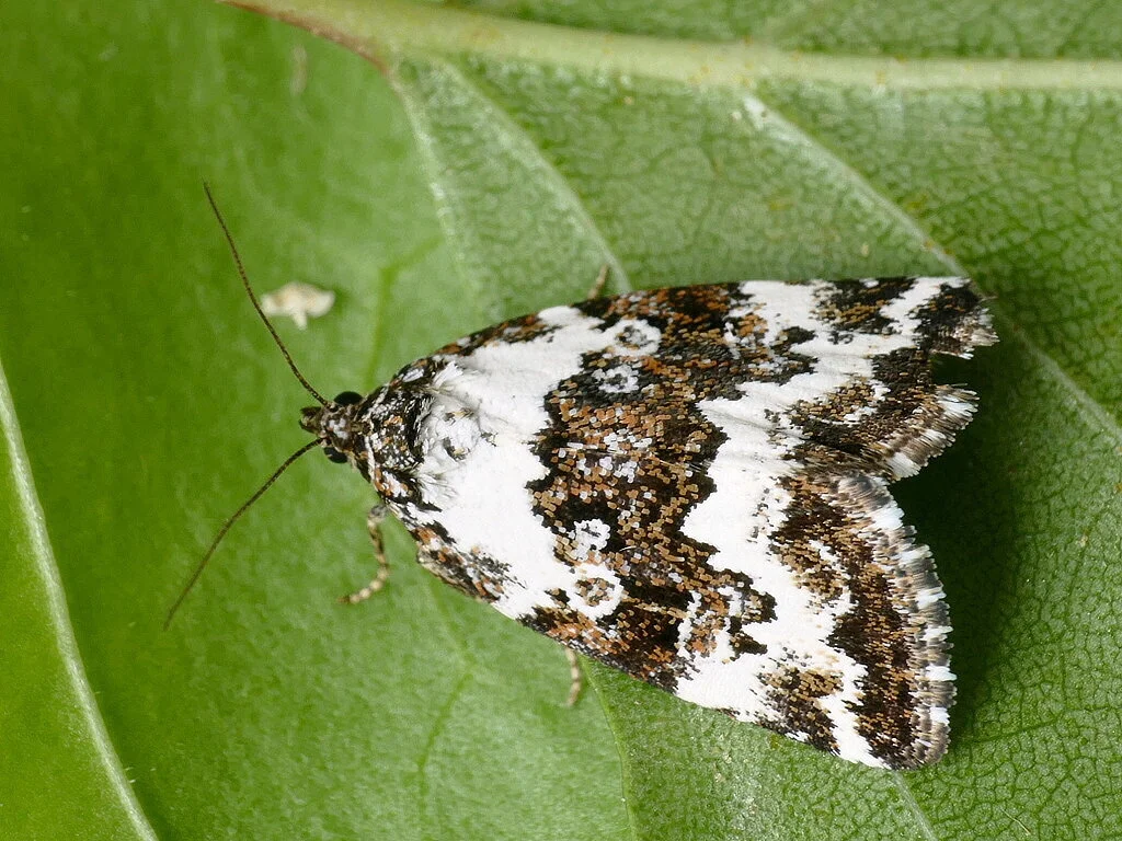 Deltote deceptoria imago