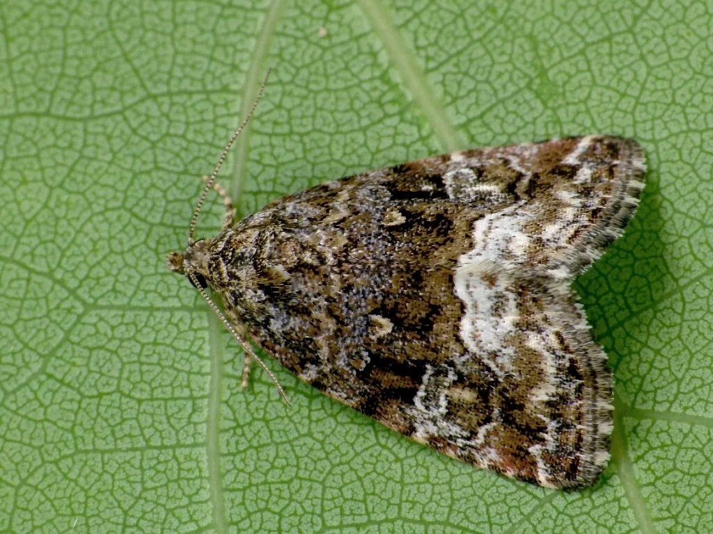 Deltote pygarga imago