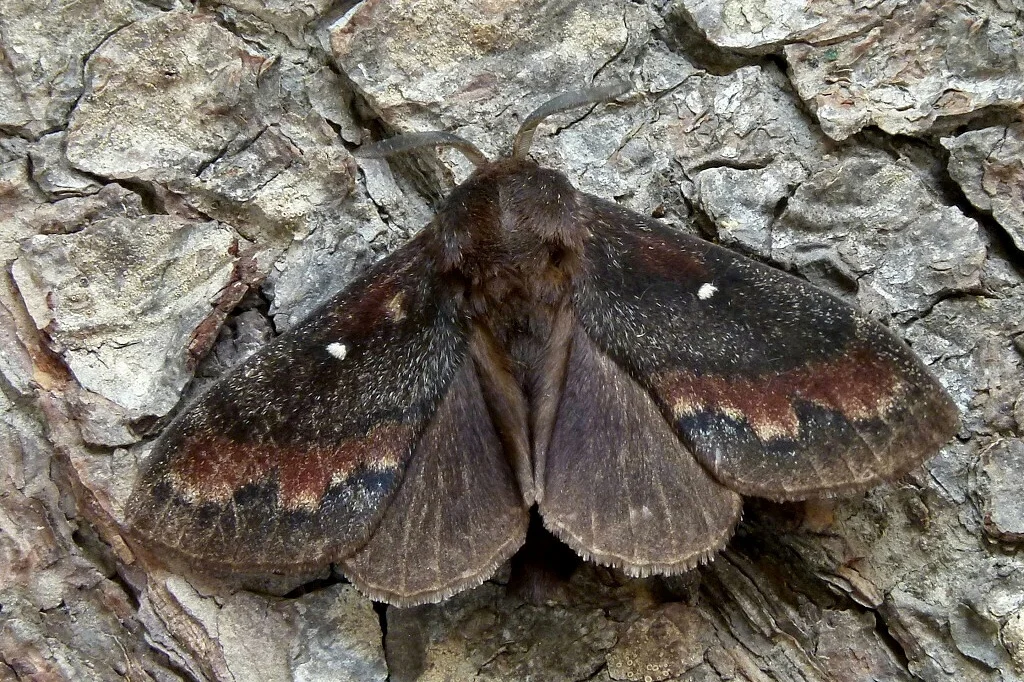 Dendrolimus pini imago