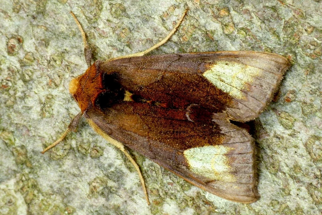 Diachrysia chryson imago