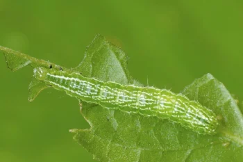 Diachrysia chryson larva