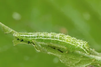 Diachrysia chryson larva