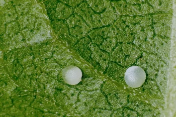 Diachrysia chryson ova