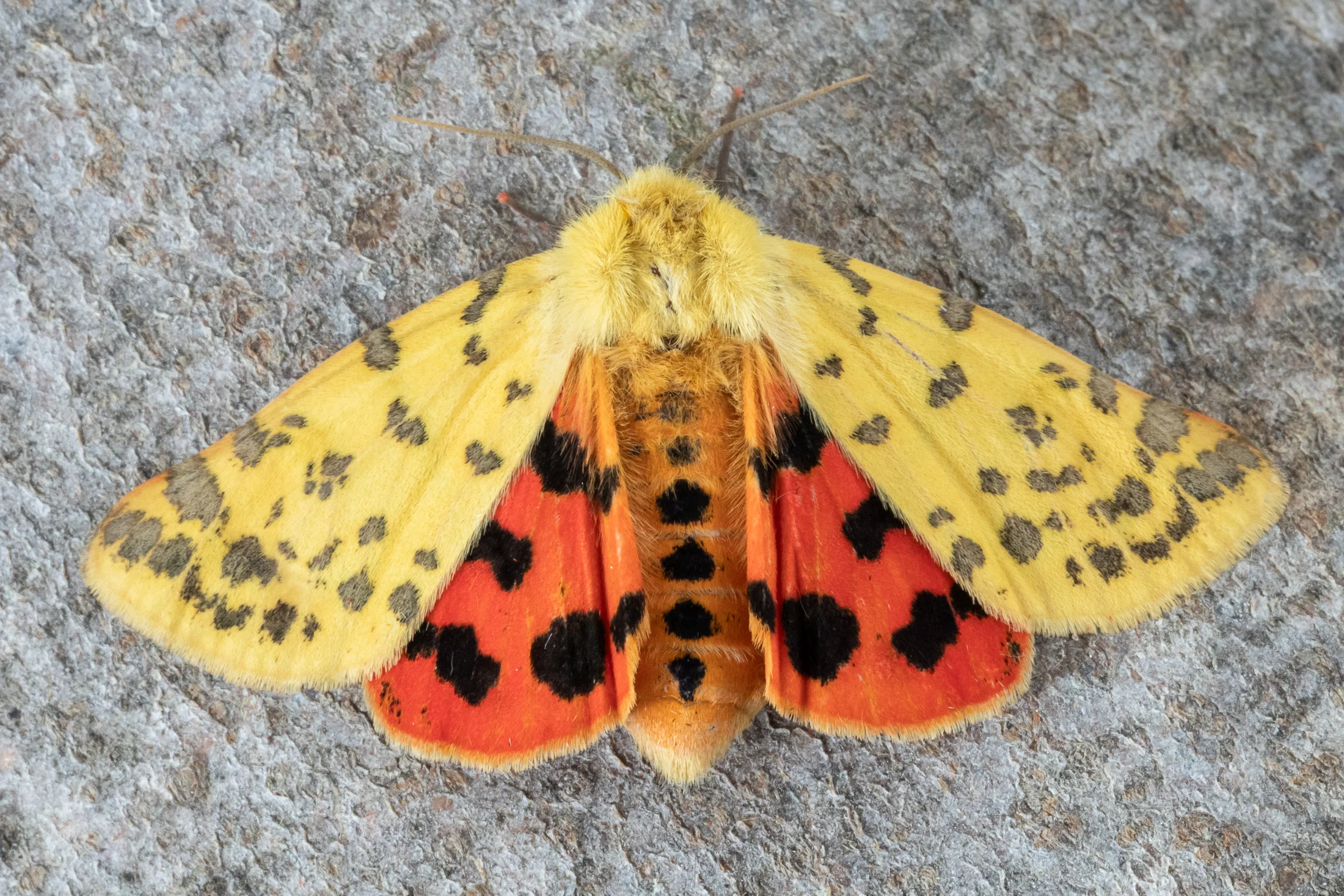 Diacrisia purpurata imago