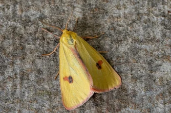 Diacrisia sannio imago