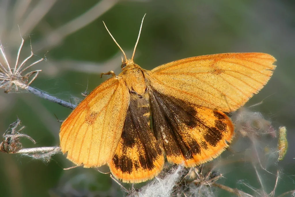 Diacrisia sannio imago