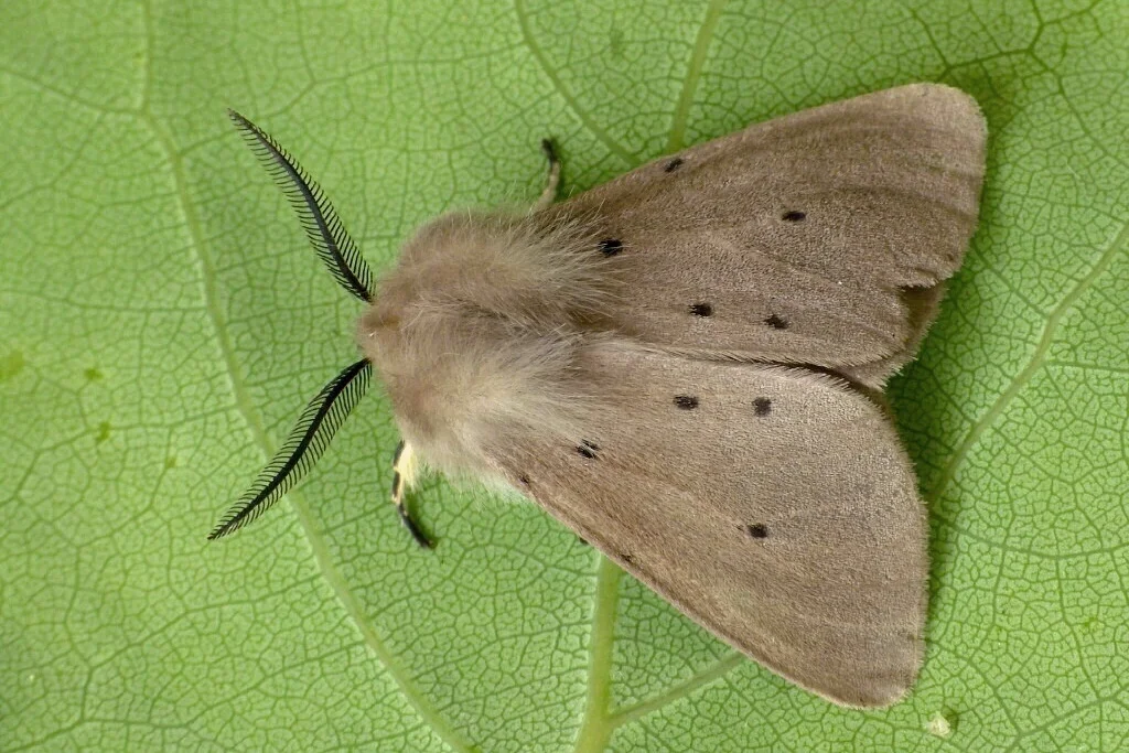 Diaphora mendica imago