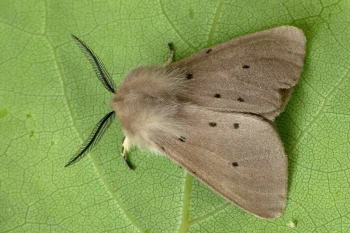 Diaphora mendica imago