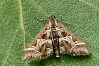Diasemia reticularis imago