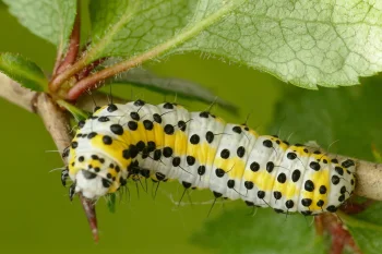 Diloba caeruleocephala larva
