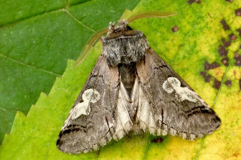 Diloba caeruleocephala imago