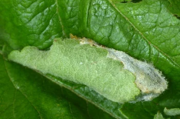 Diloba caeruleocephala pupa