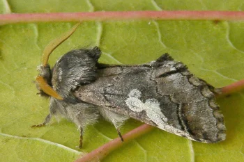 Diloba caeruleocephala imago