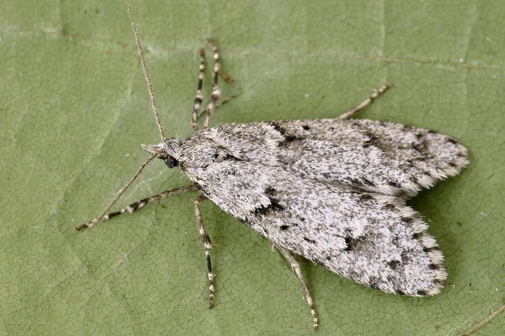 Diurnea fagella imago