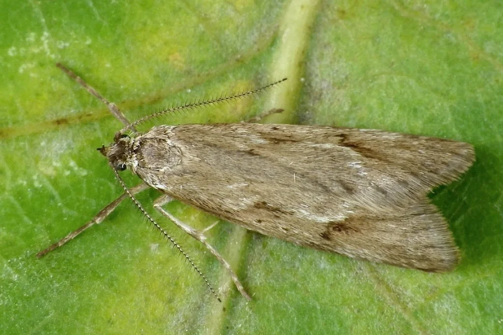 Diurnea lipsiella imago
