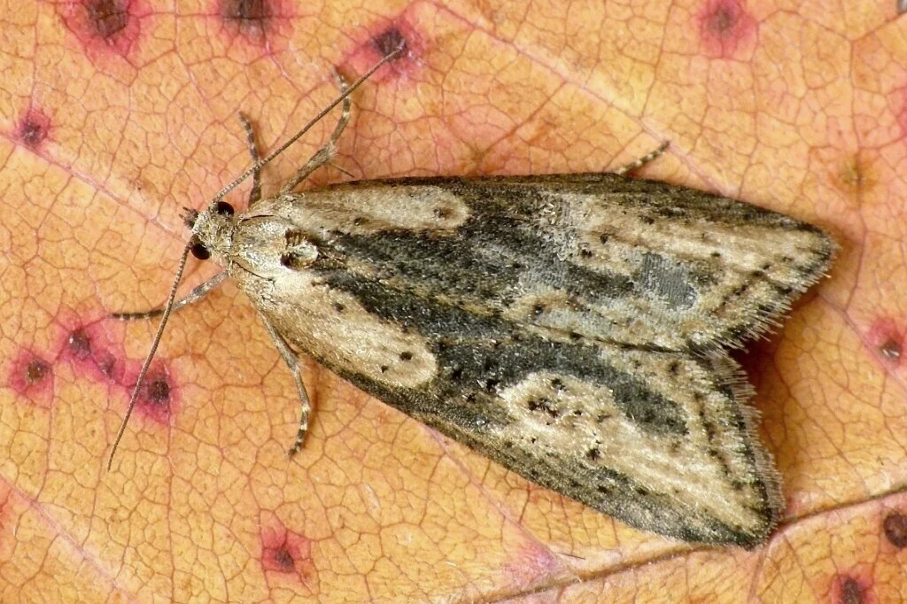 Doloploca punctulana imago