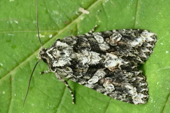 Dryobotodes eremita imago