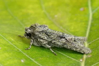 Dryobotodes eremita imago