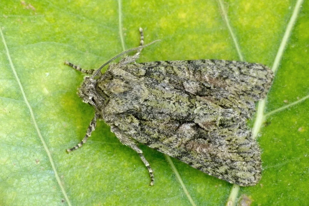 Dryobotodes eremita imago