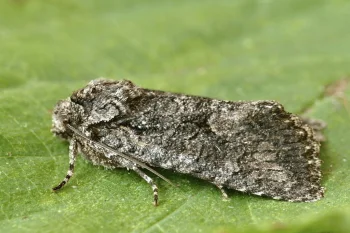Dryobotodes monochroma imago