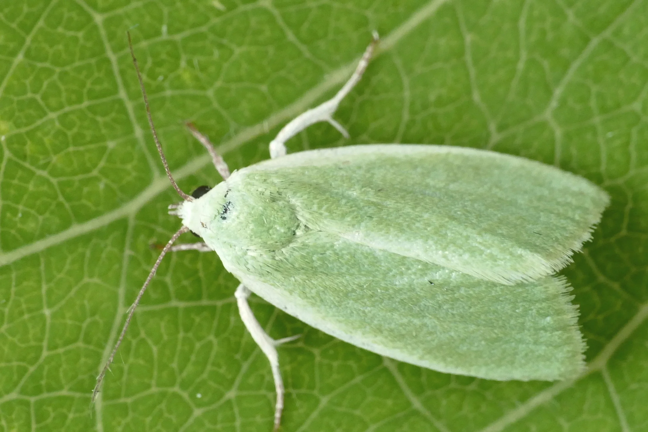 Earias clorana imago
