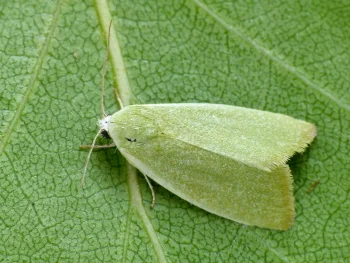 Earias clorana imago