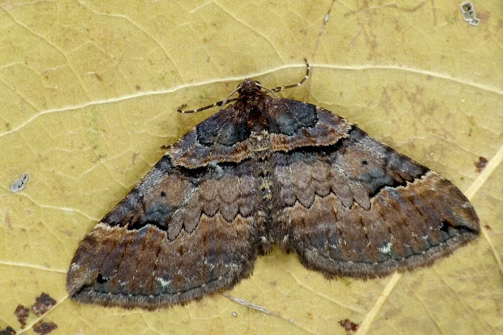 Earophila badiata imago