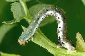 Earophila badiata larva