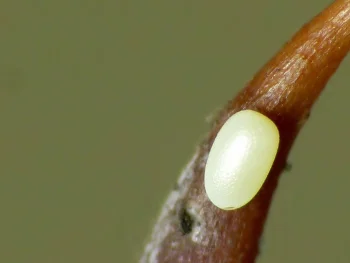 Earophila badiata ova